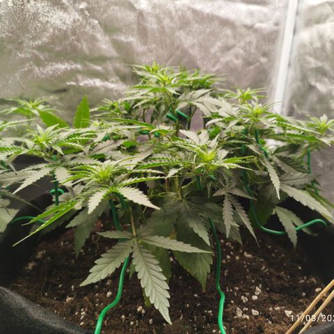 Fat Monkey Fem auto - Right growlog timeline photo