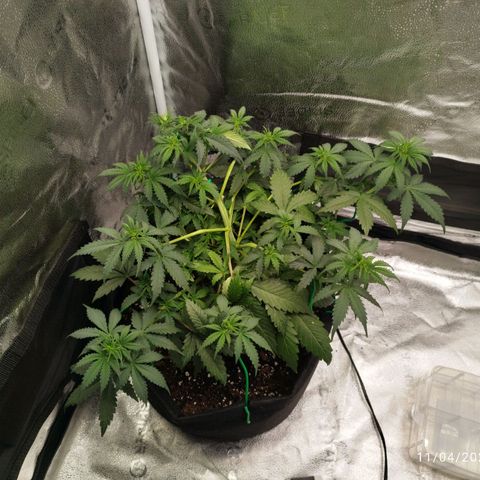 Fat Monkey Fem auto - Left  growlog timeline photo