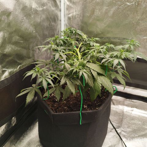 Fat Monkey Fem auto - Left  growlog timeline photo