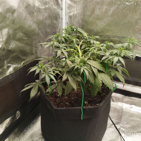 Fat Monkey Fem auto - Left  growlog timeline photo