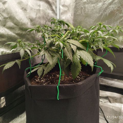Fat Monkey Fem auto - Left  growlog timeline photo