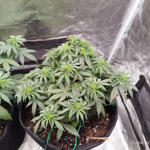Fat Monkey Fem auto - Right growlog timeline photo