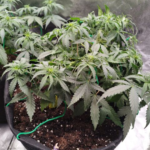 Fat Monkey Fem auto - Right growlog timeline photo