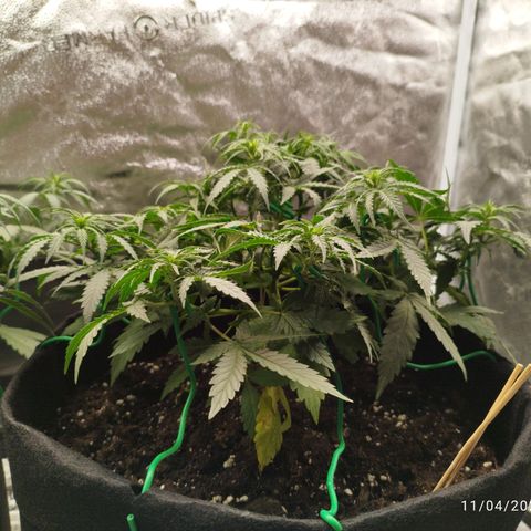 Fat Monkey Fem auto - Right growlog timeline photo
