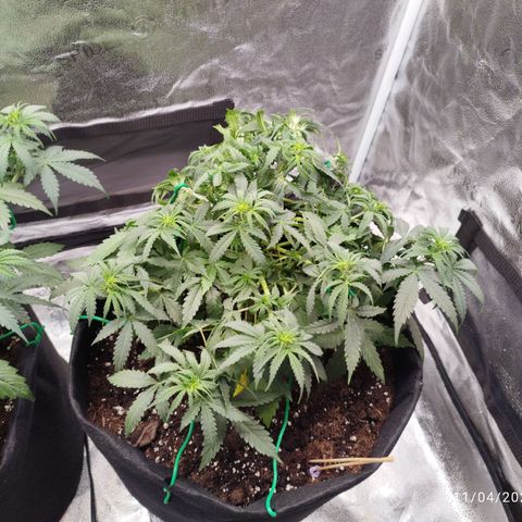 Fat Monkey Fem auto - Right growlog timeline photo
