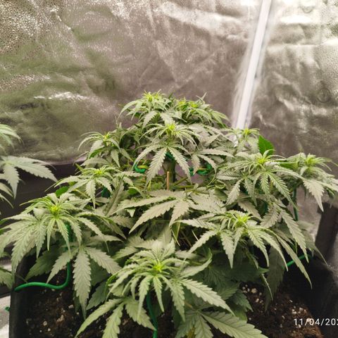 Fat Monkey Fem auto - Right growlog timeline photo