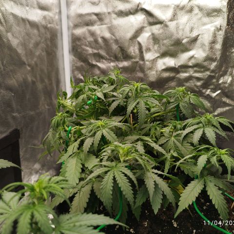 Fat Monkey Fem auto - Right growlog timeline photo