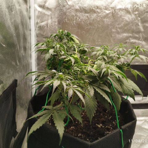 Fat Monkey Fem auto - Left  growlog timeline photo