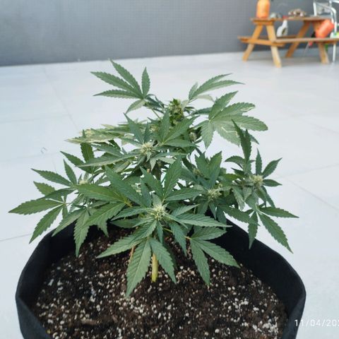 West Coast OG x Gelato Auto 41 growlog timeline photo