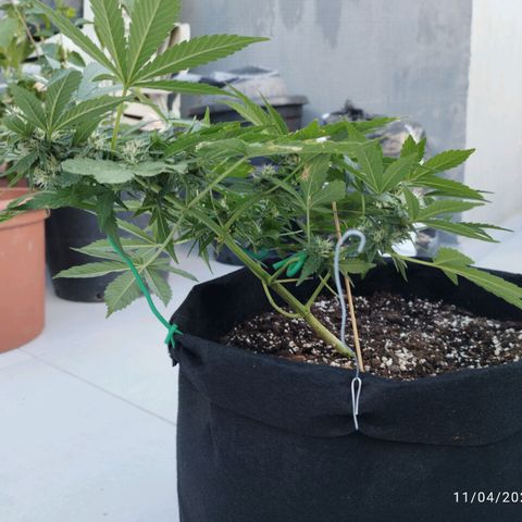 West Coast OG x Gelato Auto 41 growlog timeline photo