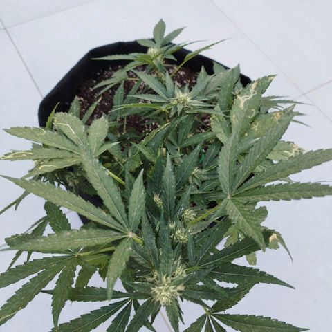 West Coast OG x Gelato Auto 41 growlog timeline photo