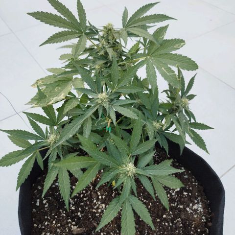 West Coast OG x Gelato Auto 41 growlog timeline photo