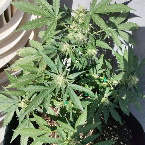 West Coast OG x Gelato Auto 41 growlog timeline photo