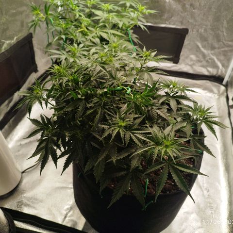 Fat Monkey Fem auto - Right growlog timeline photo