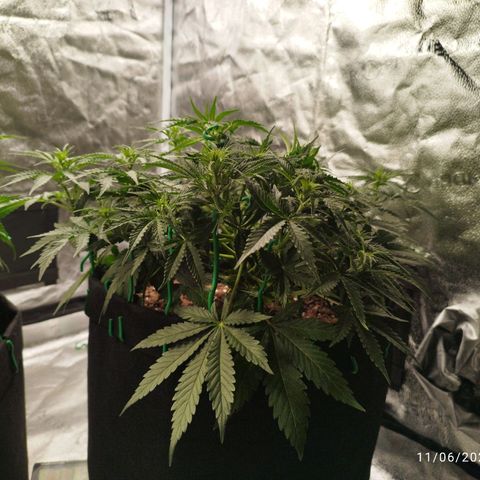 Fat Monkey Fem auto - Right growlog timeline photo