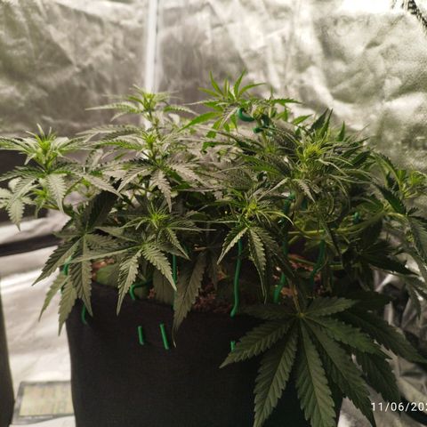 Fat Monkey Fem auto - Right growlog timeline photo