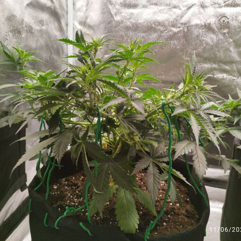 Fat Monkey Fem auto - Left  growlog timeline photo