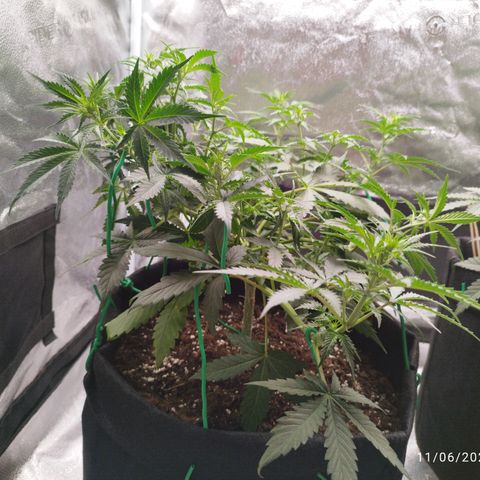 Fat Monkey Fem auto - Left  growlog timeline photo