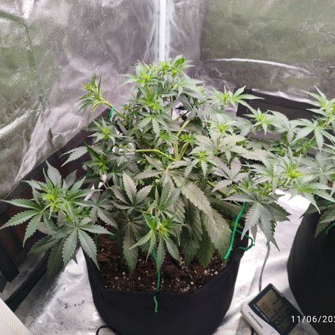Fat Monkey Fem auto - Left  growlog timeline photo