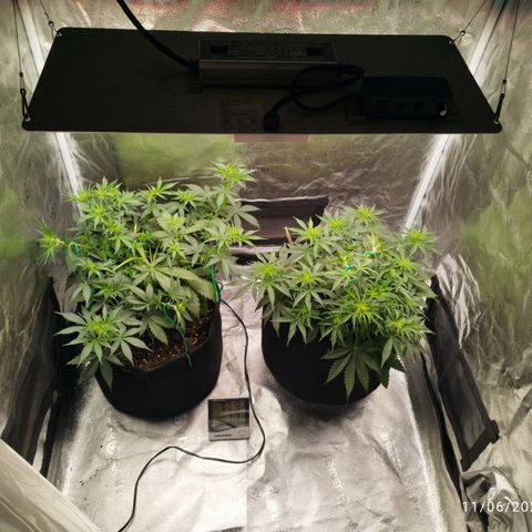 Fat Monkey Fem auto - Right growlog timeline photo