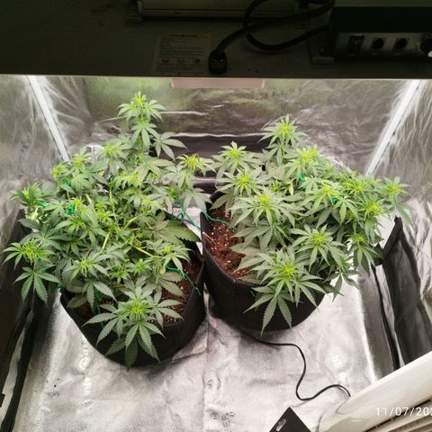 Fat Monkey Fem auto - Right growlog timeline photo