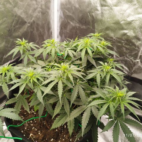 Fat Monkey Fem auto - Right growlog timeline photo