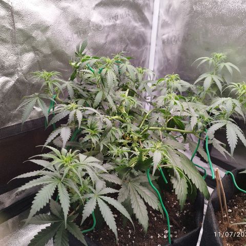 Fat Monkey Fem auto - Left  growlog timeline photo