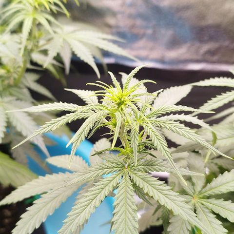 Fat Monkey Fem auto - Right growlog photo: Light stress on both, grew too close to the light. Raised it at least 3 feet above canopy level and adjusted % to hit ~500umols. Plants reacted positively within hours, no more flaccid leaves 🥴