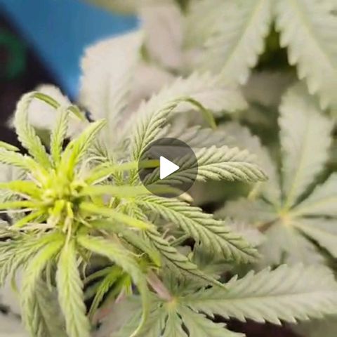 Fat Monkey Fem auto - Right growlog photo: Light stress on both, grew too close to the light. Raised it at least 3 feet above canopy level and adjusted % to hit ~500umols. Plants reacted positively within hours, no more flaccid leaves 🥴