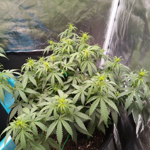 Fat Monkey Fem auto - Right growlog timeline photo