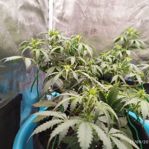 Fat Monkey Fem auto - Left  growlog timeline photo