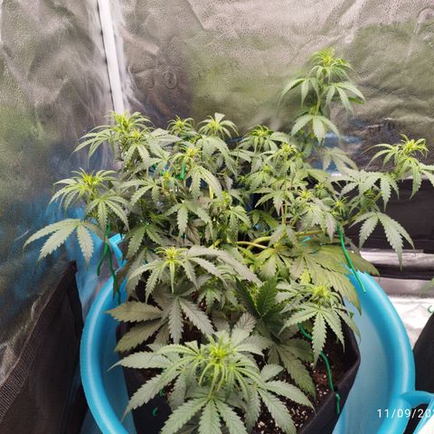 Fat Monkey Fem auto - Left  growlog timeline photo