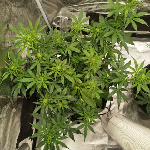 Fat Monkey Fem auto - Left  growlog timeline photo