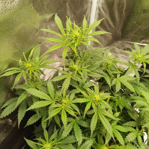 Fat Monkey Fem auto - Left  growlog timeline photo