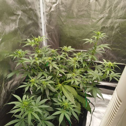 Fat Monkey Fem auto - Left  growlog timeline photo