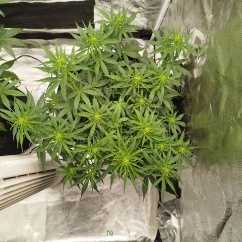 Fat Monkey Fem auto - Right growlog timeline photo