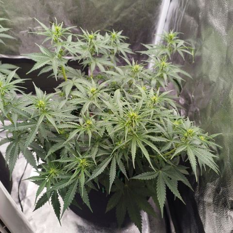 Fat Monkey Fem auto - Right growlog timeline photo