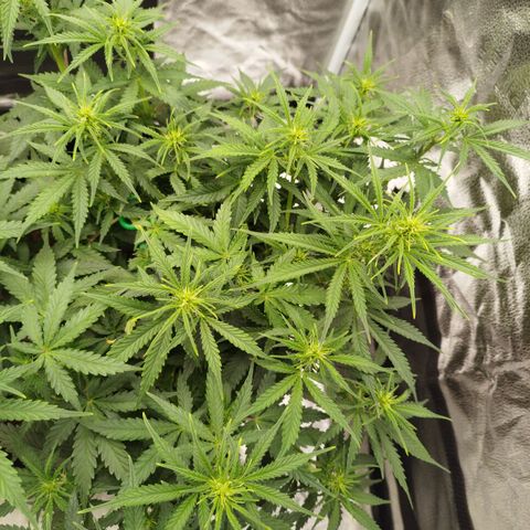 Fat Monkey Fem auto - Right growlog timeline photo