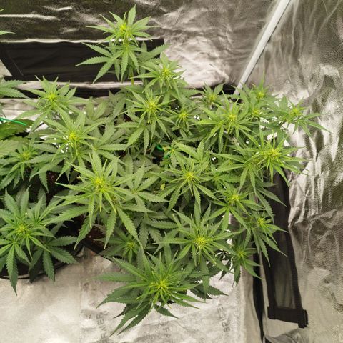 Fat Monkey Fem auto - Right growlog timeline photo