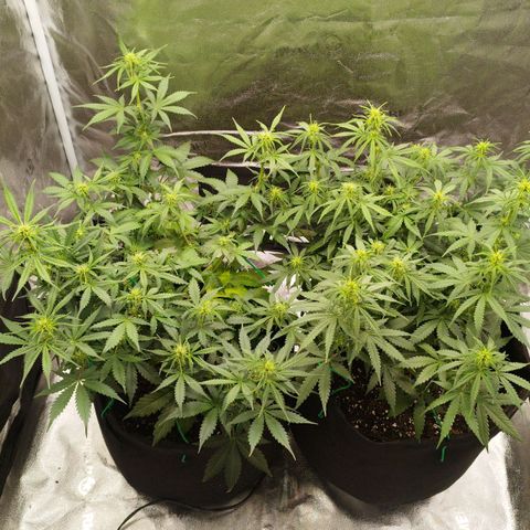 Fat Monkey Fem auto - Right growlog timeline photo
