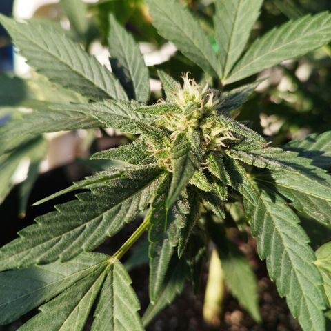 West Coast OG x Gelato Auto 41 growlog timeline photo
