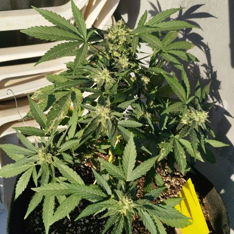 West Coast OG x Gelato Auto 41 growlog timeline photo