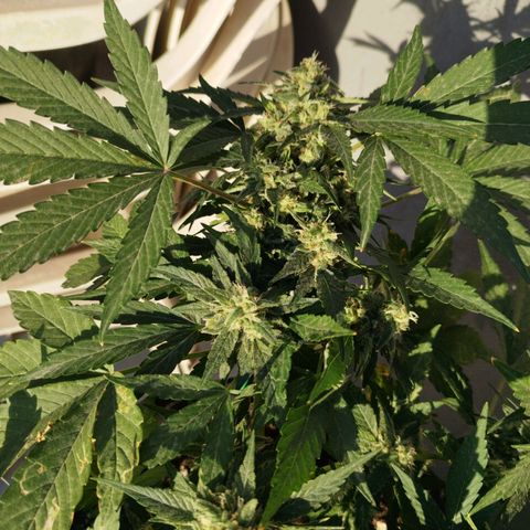 West Coast OG x Gelato Auto 41 growlog timeline photo