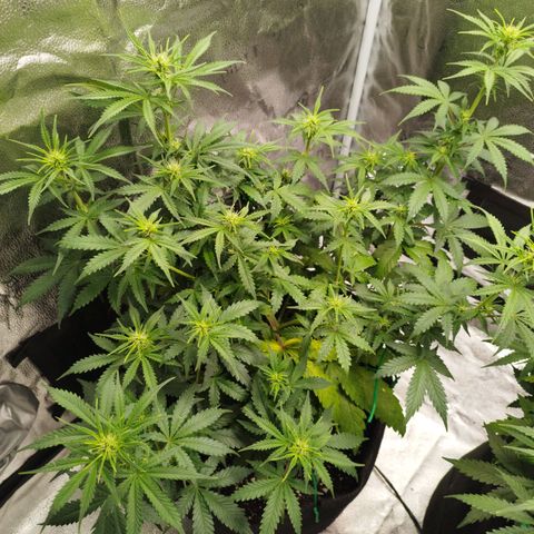 Fat Monkey Fem auto - Left  growlog timeline photo
