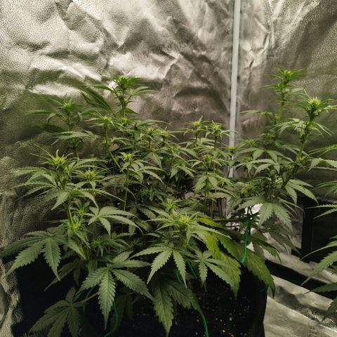 Fat Monkey Fem auto - Left  growlog timeline photo