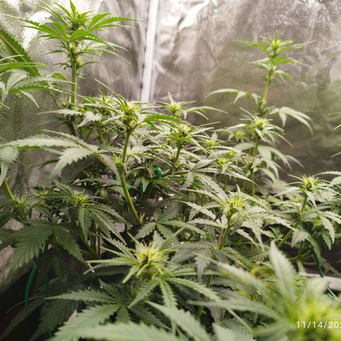 Fat Monkey Fem auto - Left  growlog timeline photo