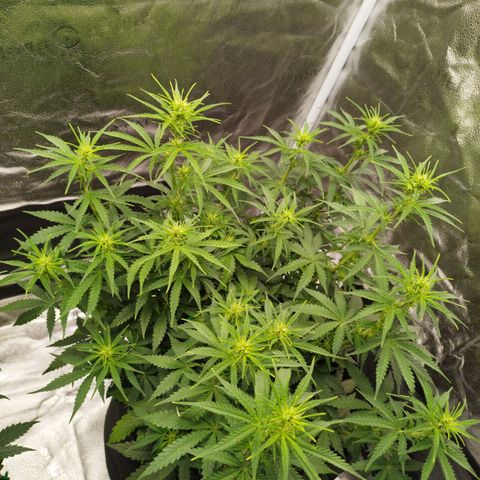 Fat Monkey Fem auto - Right growlog timeline photo