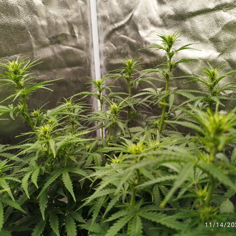 Fat Monkey Fem auto - Right growlog timeline photo