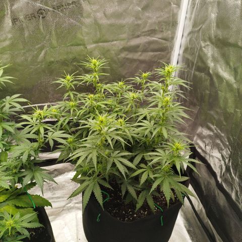Fat Monkey Fem auto - Right growlog timeline photo