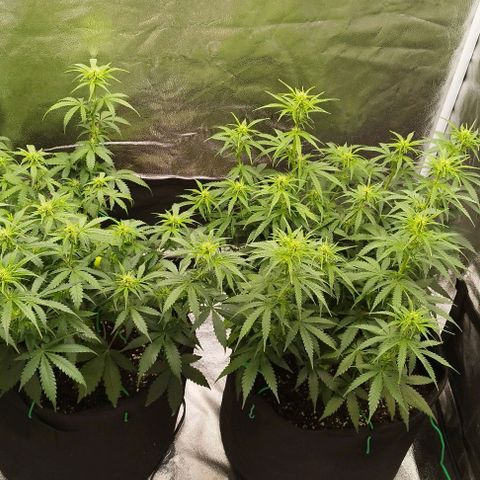 Fat Monkey Fem auto - Right growlog timeline photo